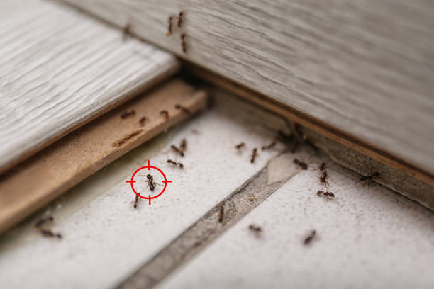 Best Emergency Pest Control  in Wernersville, PA