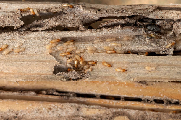 Best Wasp Removal Services  in Wernersville, PA