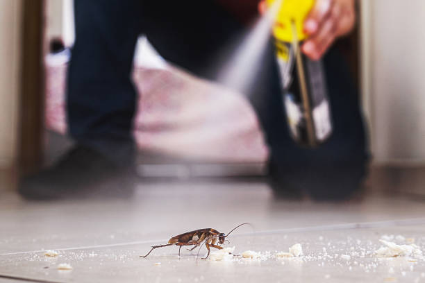 Best Flea Control Services  in Wernersville, PA