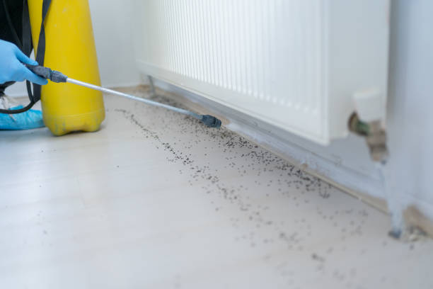Best Ant Control Services  in Wernersville, PA